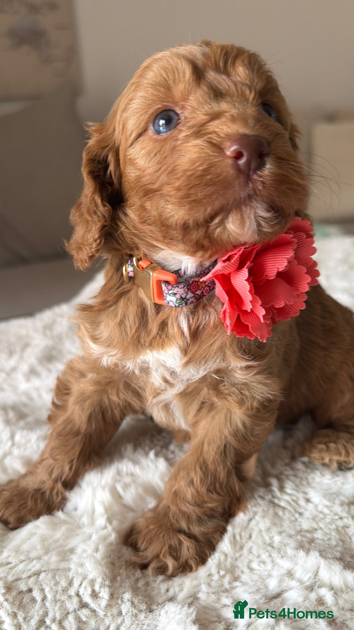 Cockapoo dogs Stunning Abstract Markings F1 Cockapoos - Advert 7