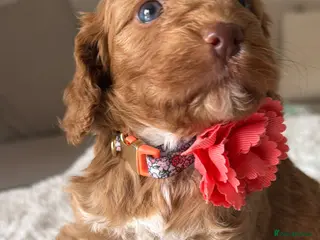 Cockapoo dogs Stunning Abstract Markings F1 Cockapoos - Advert 7