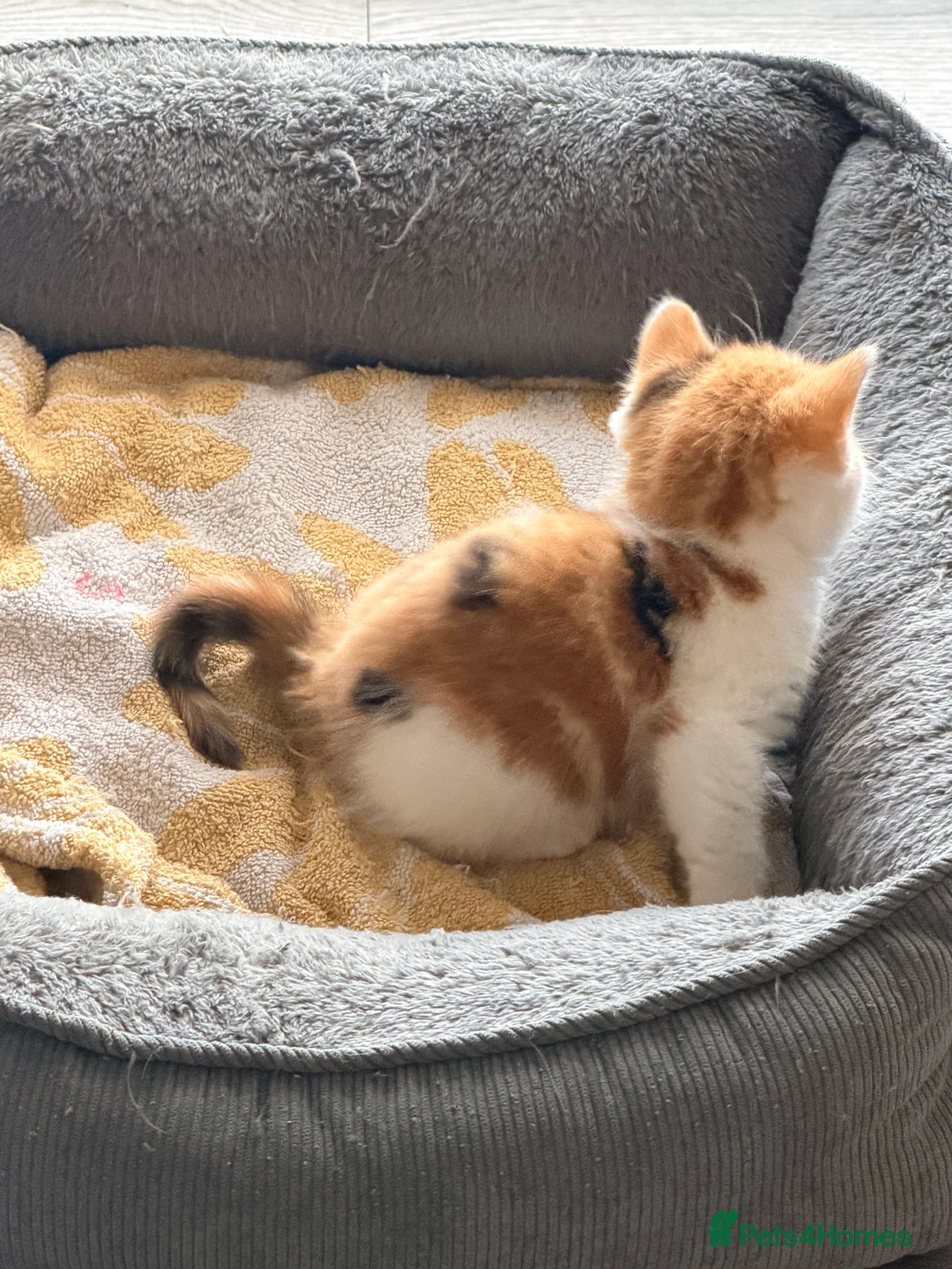 Mixed Breed cats for sale: Beautiful kittens  - Advert 2