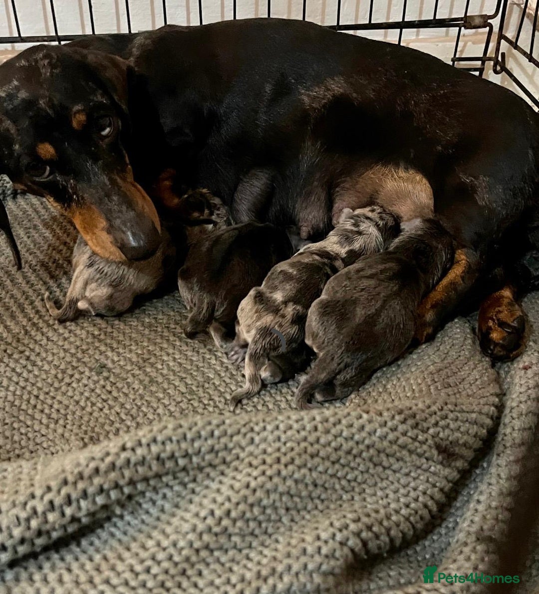 Mixed Breed dogs for sale: Daxijacks puppies ❤️💙 - Advert 19