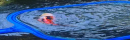 Fancy Goldfish fish for sale: Shubunkin pond fish  in Corby - Advert 3