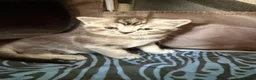 Scottish Fold cats for sale:  * Beautiful Scottish Straight Kittens for Sale! in Leeds - Advert 3