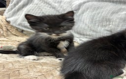 British Longhair cats for sale: 3 beautiful kittens - Image 9