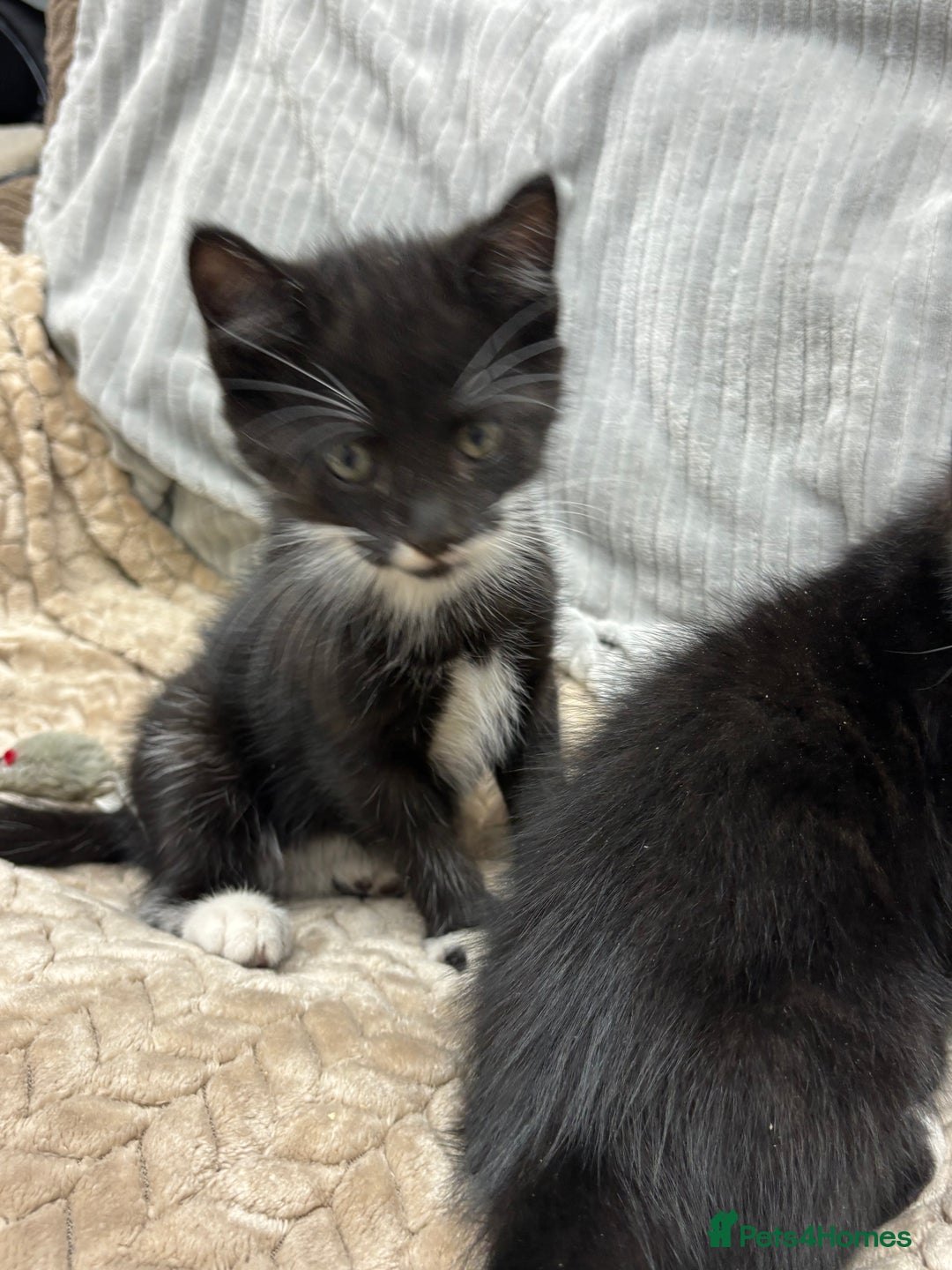 British Longhair cats for sale: 3 beautiful kittens - Image 9