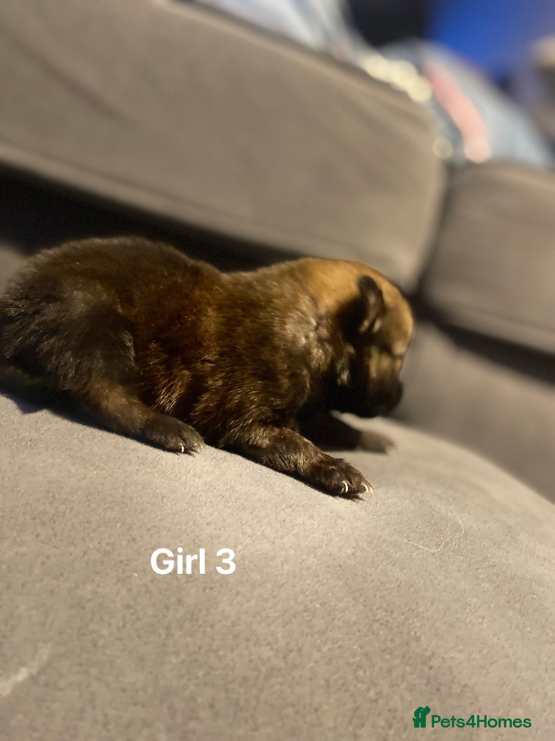 Pomeranian dogs for sale: Pomeranian pups available  - Image 21