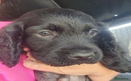 Sprocker dogs for sale: SPROCKER PUPPIES  - Image 14