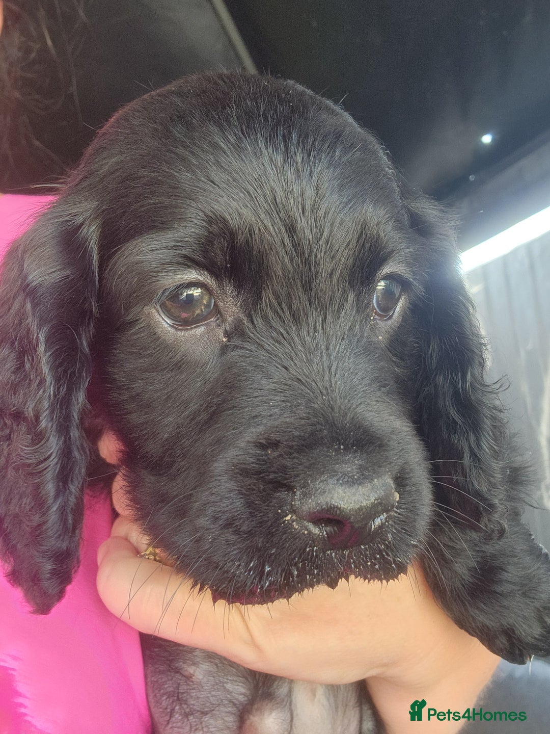 Sprocker dogs for sale: SPROCKER PUPPIES  - Image 14