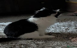 British Shorthair cats for sale: Lovely 3 year old male  - Advert 4