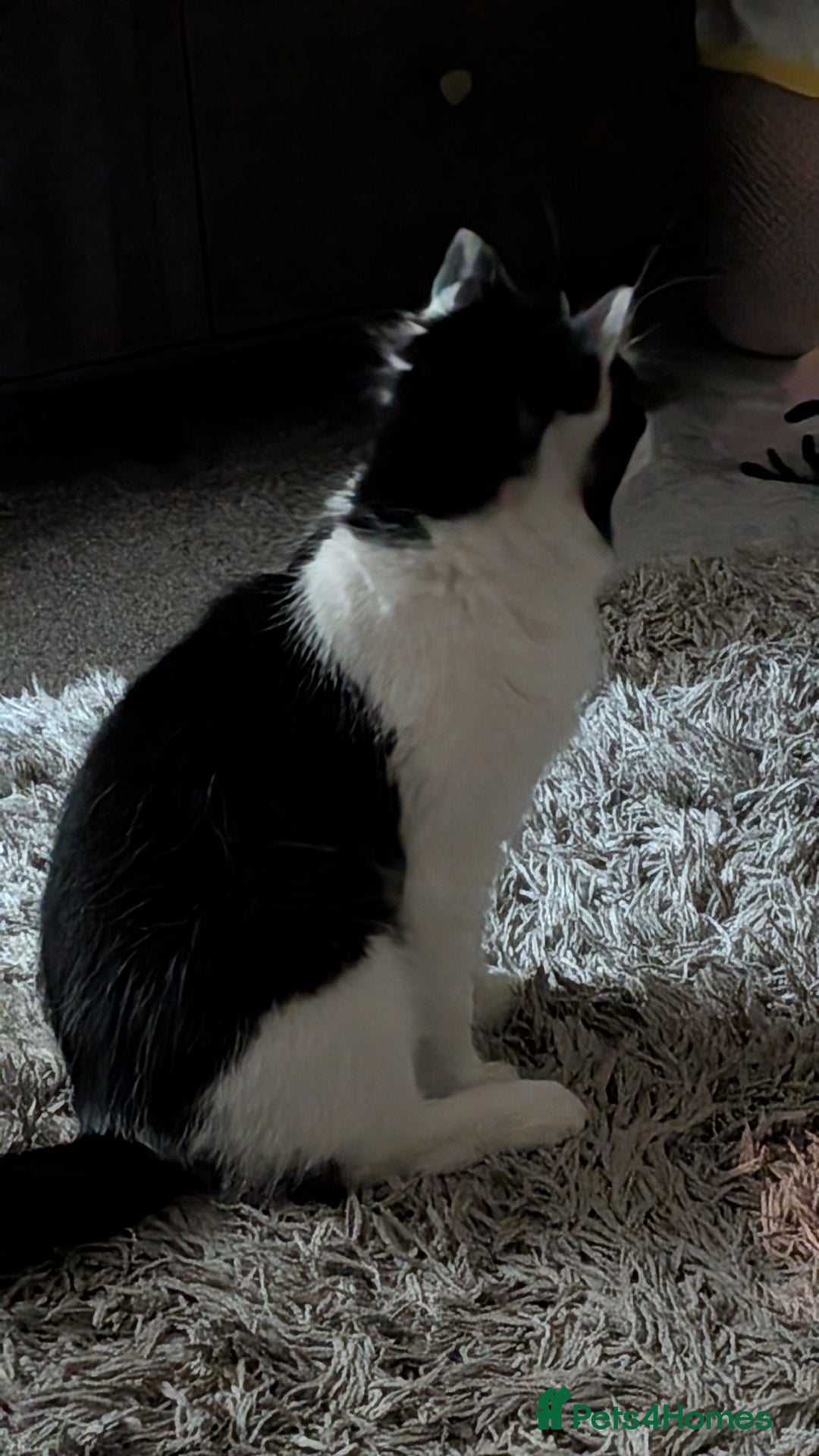 British Shorthair cats for sale: Lovely 3 year old male  - Advert 4