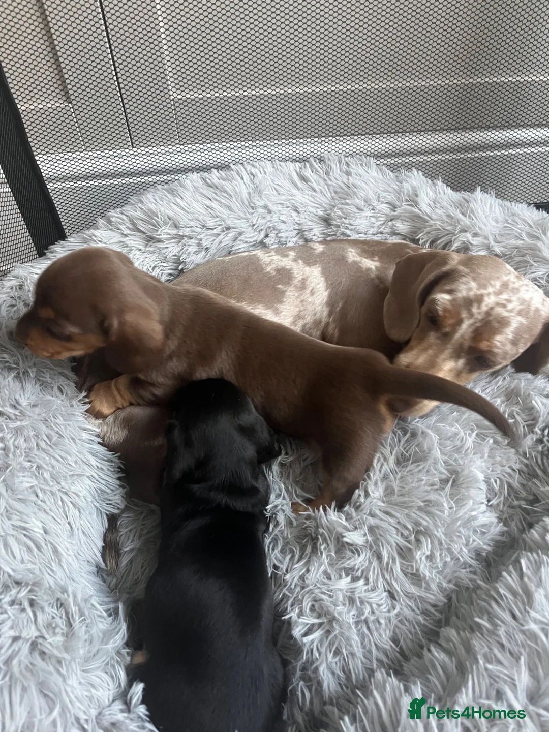 Miniature Dachshund dogs for sale: KC registered female puppies - Advert 23