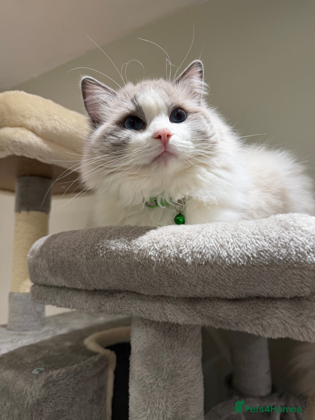 Ragdoll cats for stud: Beautiful Bi-Colour Stud GCCF Registered (Active) - Advert 2