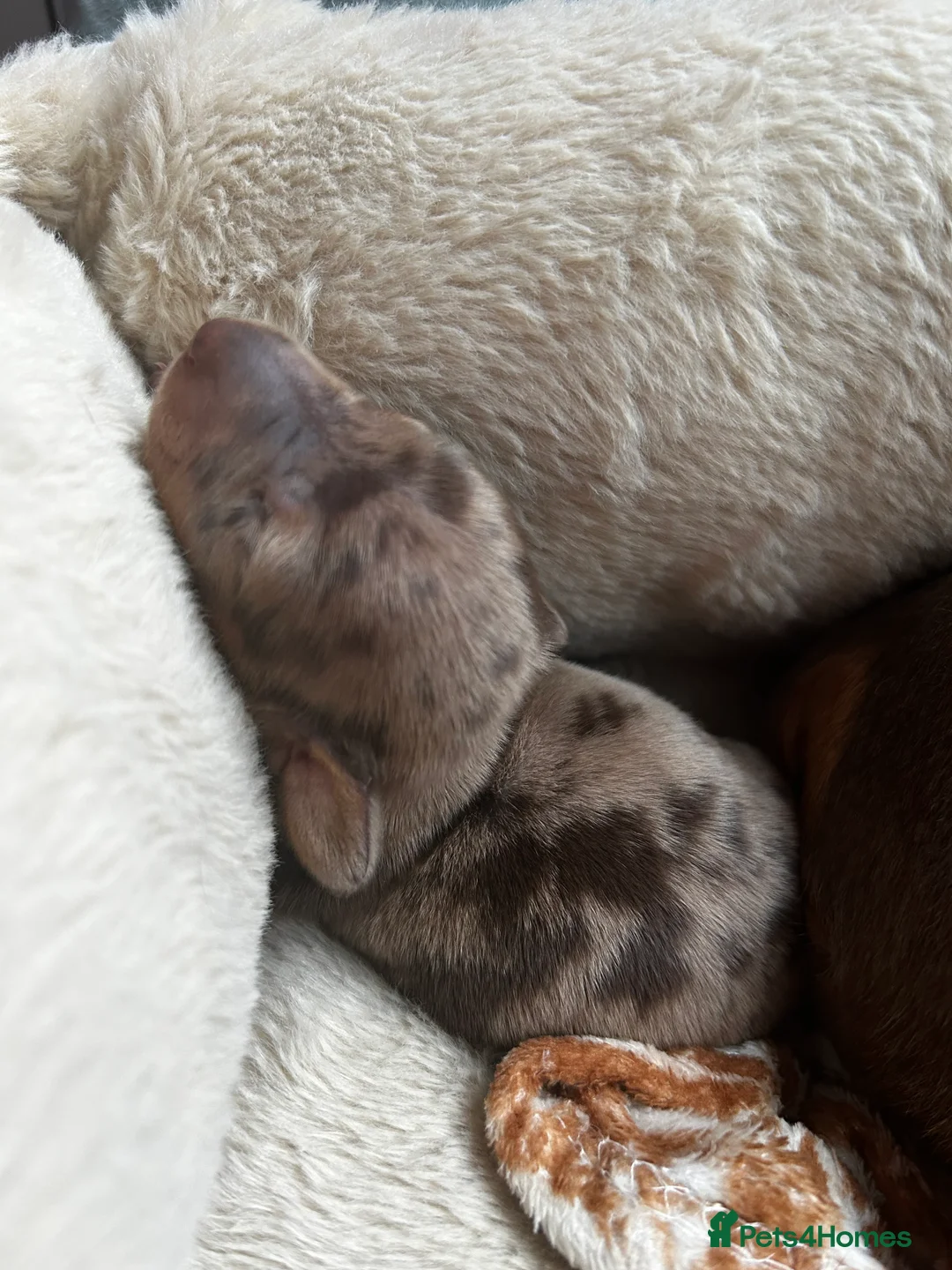 Miniature Dachshund dogs for sale: 2 Cute Mini Dachshund Brothers–Raised with Mum&Dad - Advert 11