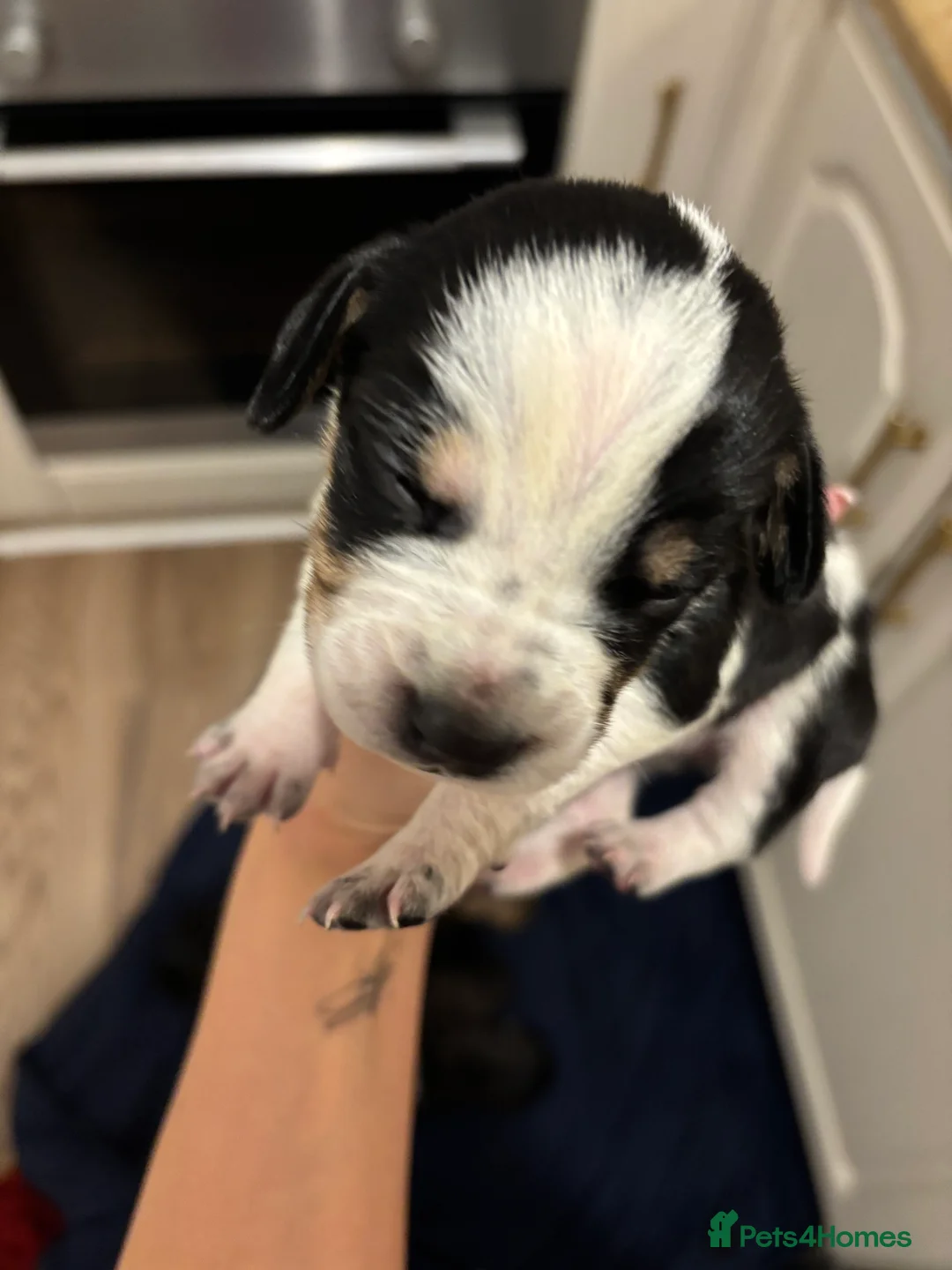 Mixed Breed dogs for sale: Spaniel x staffy puppies  - Advert 2