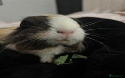 Guinea Pig rodents for sale: 4 guinea pigs  - Image 9