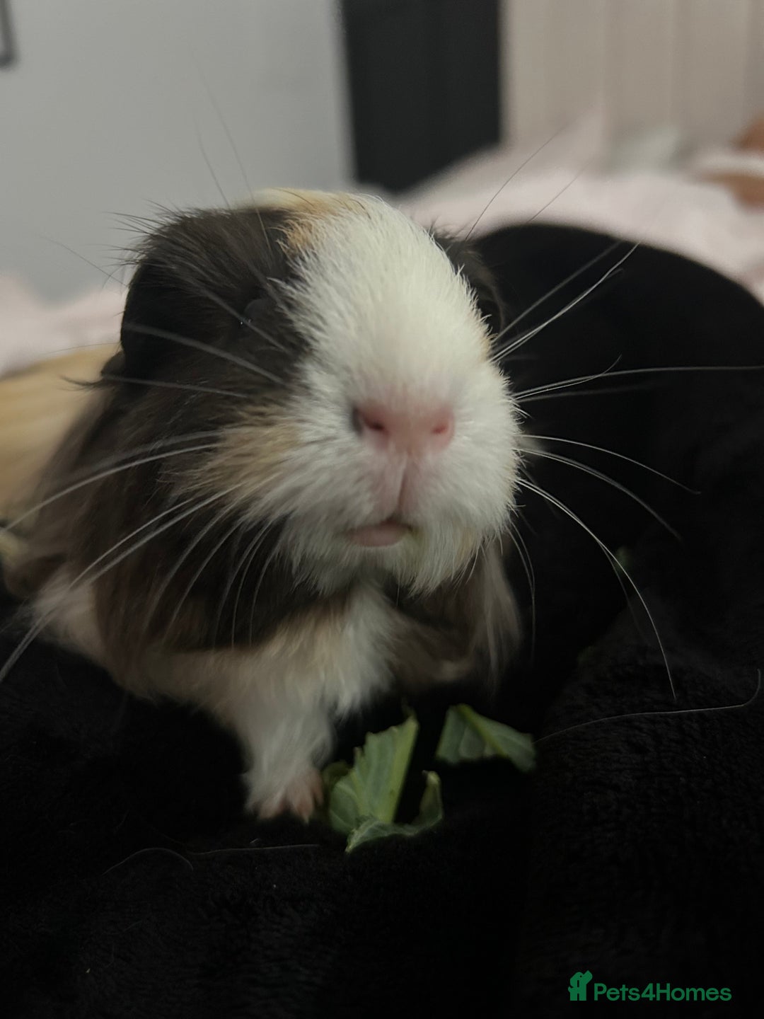 Guinea Pig rodents for sale: 4 guinea pigs  - Image 9