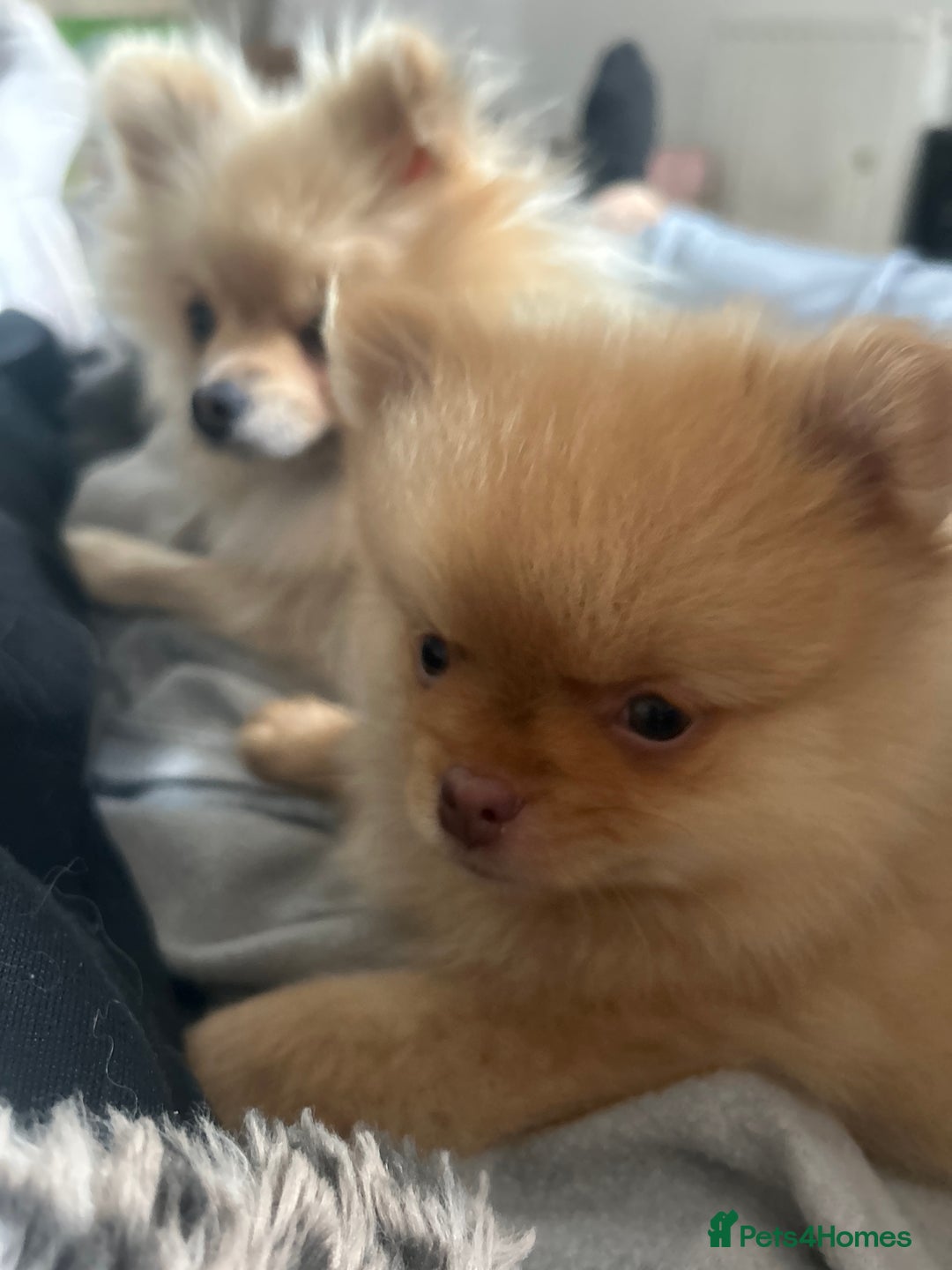 Pomeranian dogs for sale: 2 stunning boy Pomeranian pups ready in 1 week  - Image 3