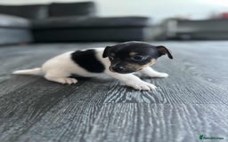 Jack Russell dogs for sale: Beautiful litter of Jack Russell pups - Image 3