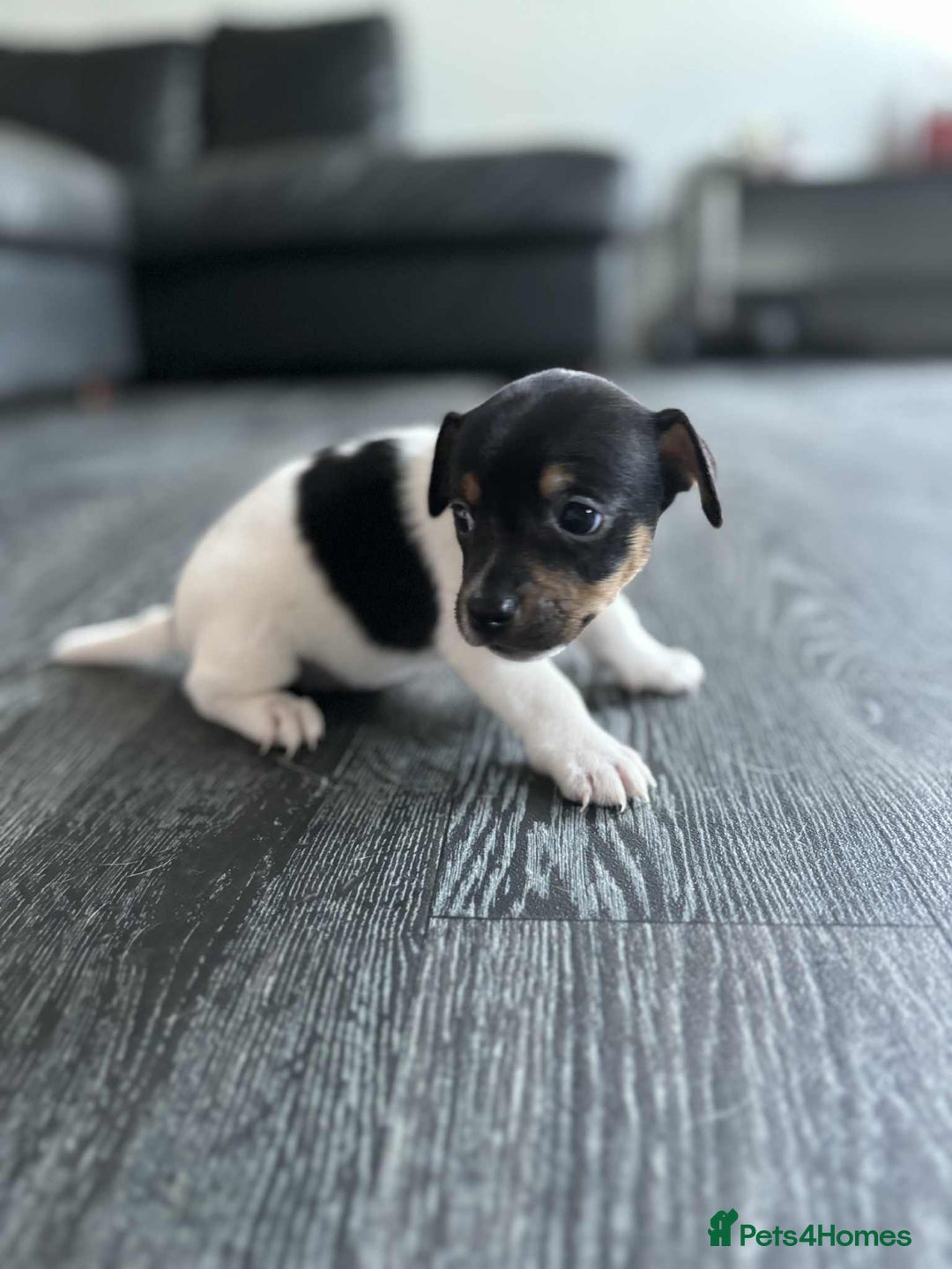 Jack Russell dogs for sale: Beautiful litter of Jack Russell pups - Image 3
