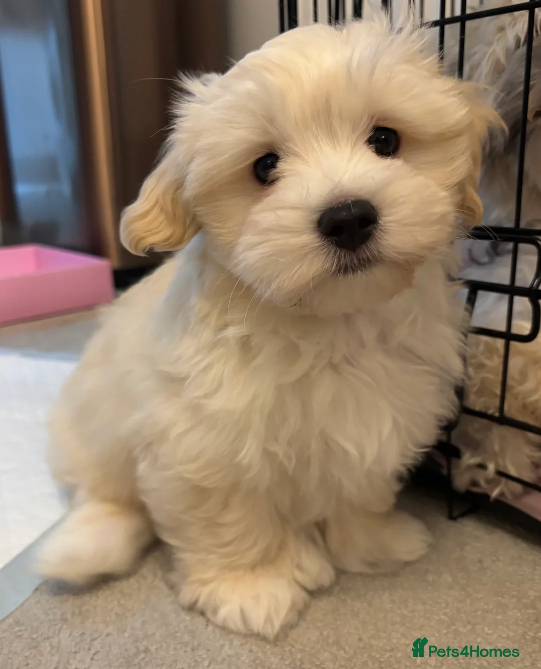 Maltipoo dogs for sale: Maltipoo - Advert 7