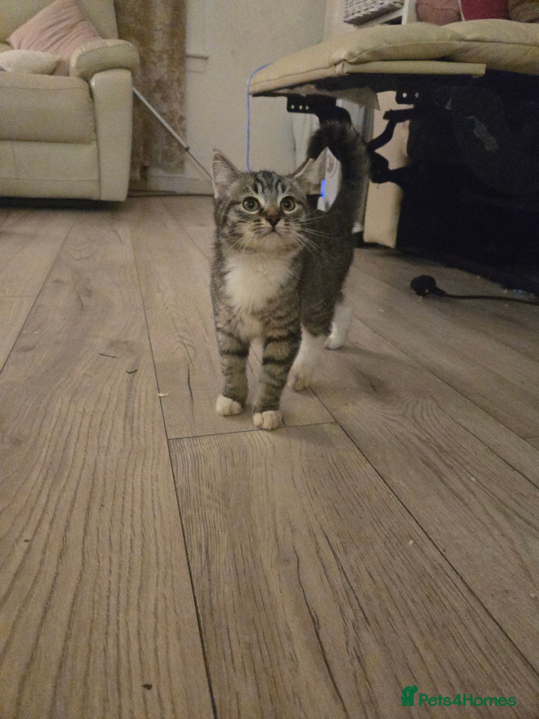 Ragdoll cats for sale: Radoll mix British short haired kittens - Advert 4