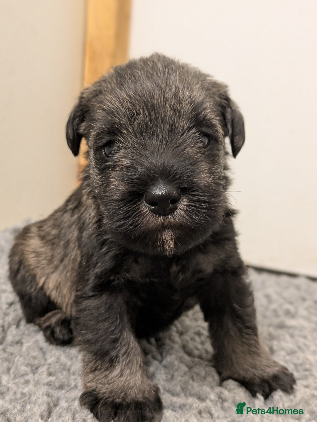 Miniature Schnauzer dogs for sale: Fully Health Tested Clear Miniature Schnauzer Boy - Advert 6