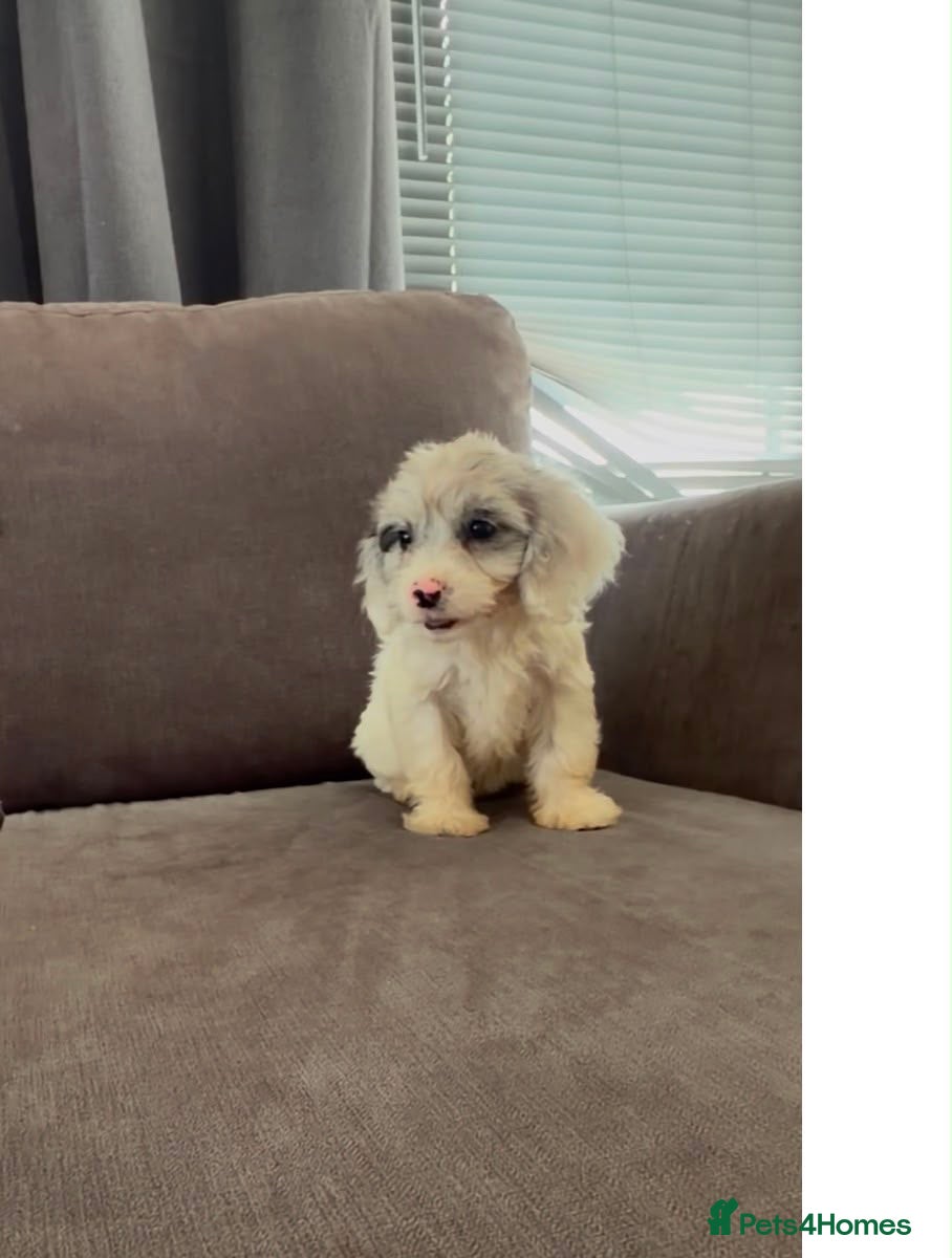 Cockapoo dogs ⭐️Ready to leave ⭐️! 10 beautiful cockapoos - Advert 11