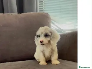 Cockapoo dogs ⭐️Ready to leave ⭐️! 10 beautiful cockapoos - Advert 1