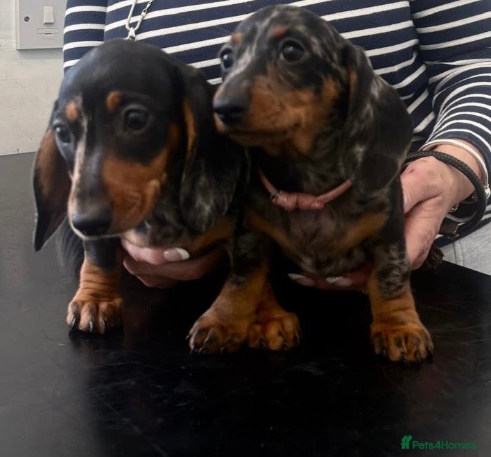 Miniature Dachshund dogs Minature Dachshund Pups - Advert 2