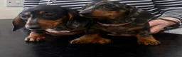 Miniature Dachshund dogs for sale: Minature Dachshund Pups - Advert 9