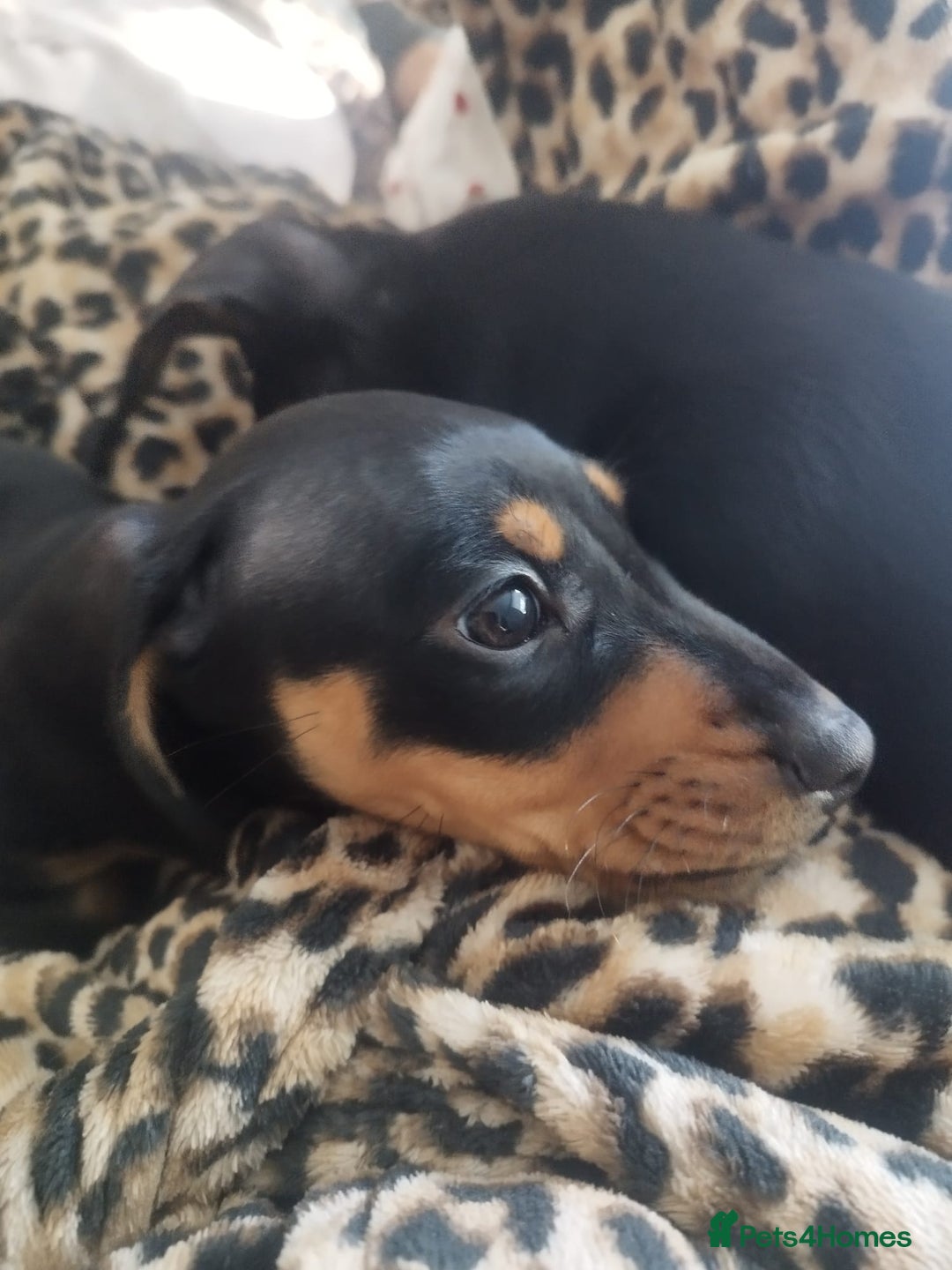 Dachshund dogs for sale: MINIATURE DACHSHUND!Only boy left. - Image 19