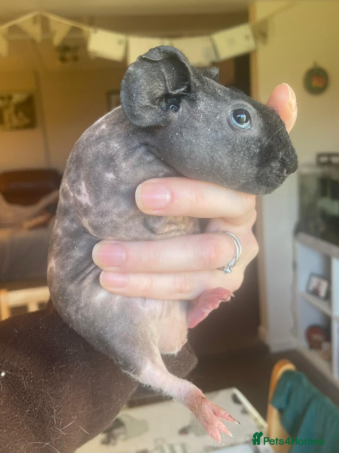 Guinea Pig rodents for sale: Skinny pig boar - Advert 4