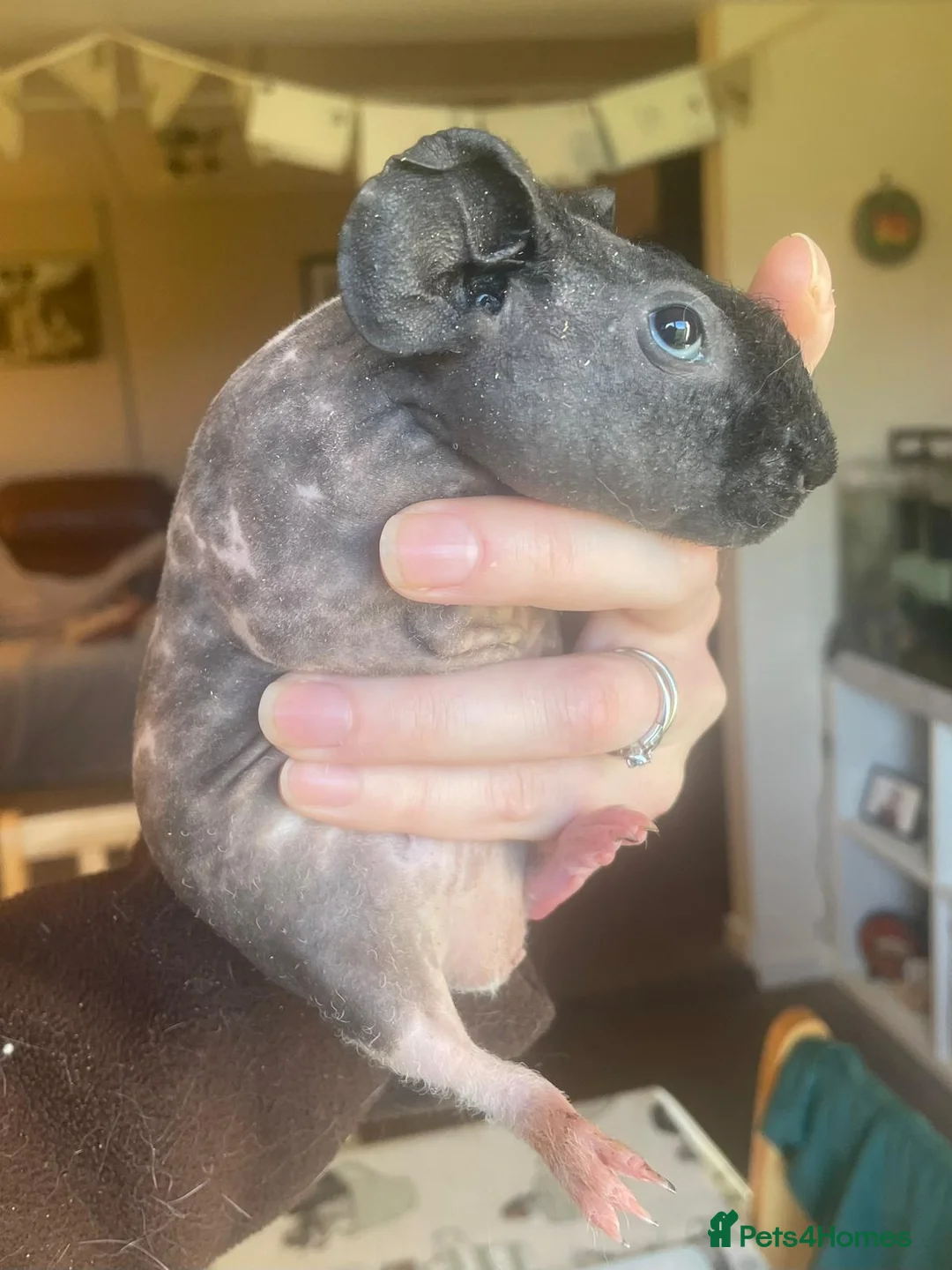 Guinea Pig rodents for sale: Skinny pig boar - Advert 4