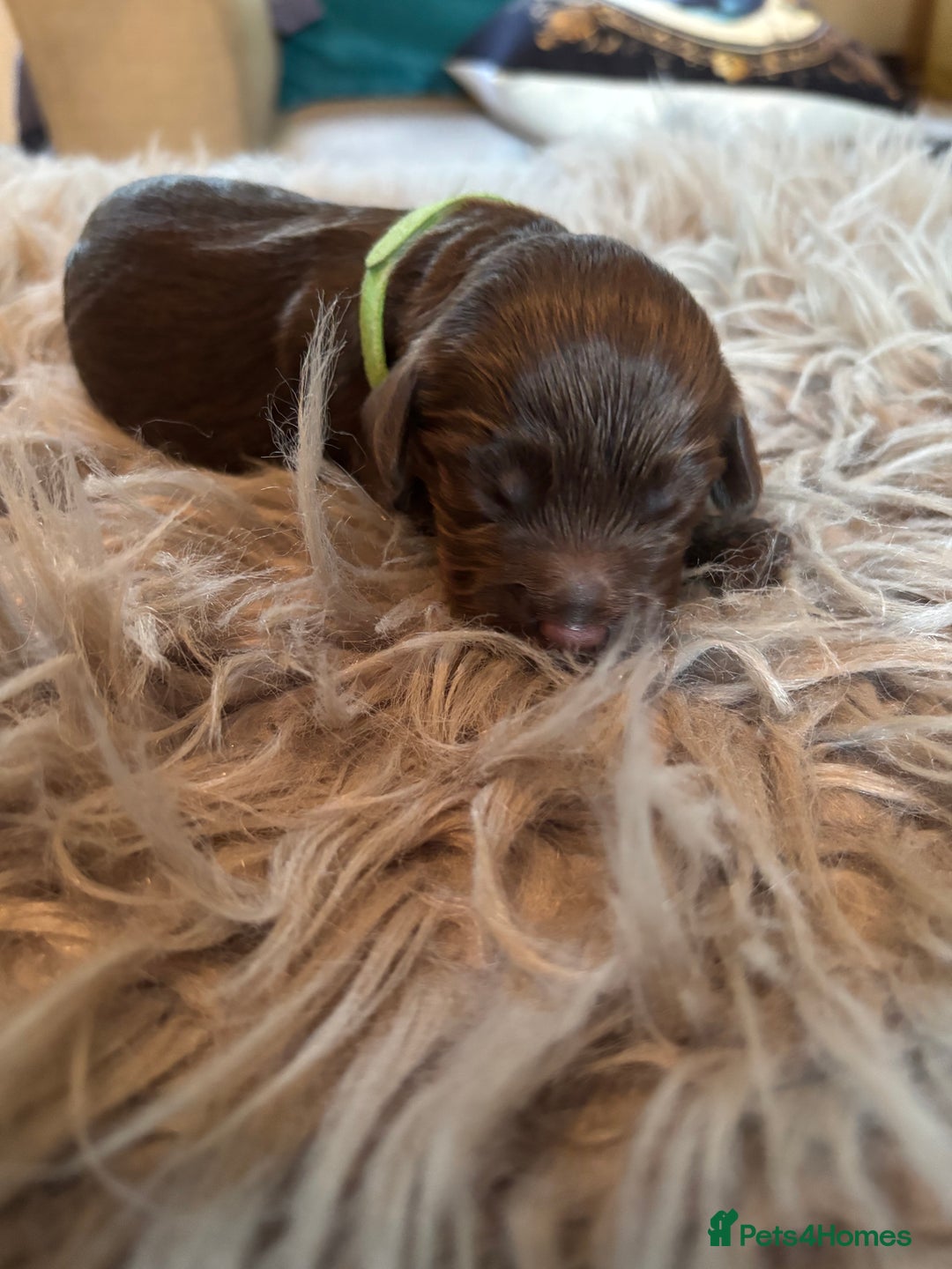 Cockapoo dogs for sale: 5 Chunky Miniature Cockapoos - Image 5