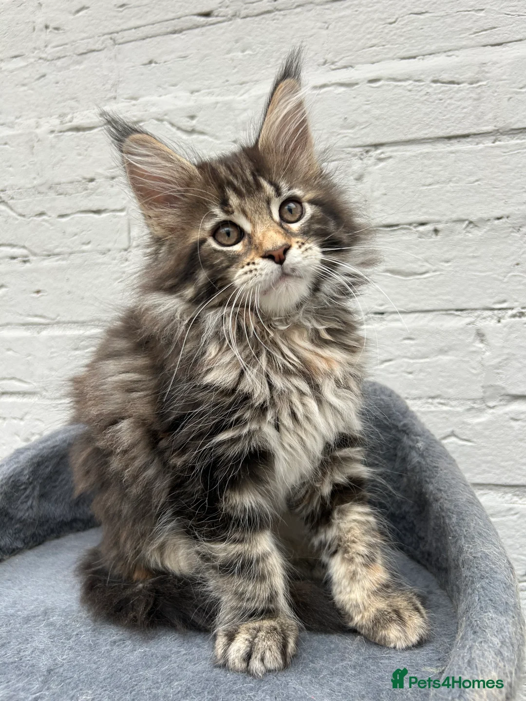 Maine Coon cats for sale: TICA reg Pedigree Maine Coon Kittens  - Advert 14