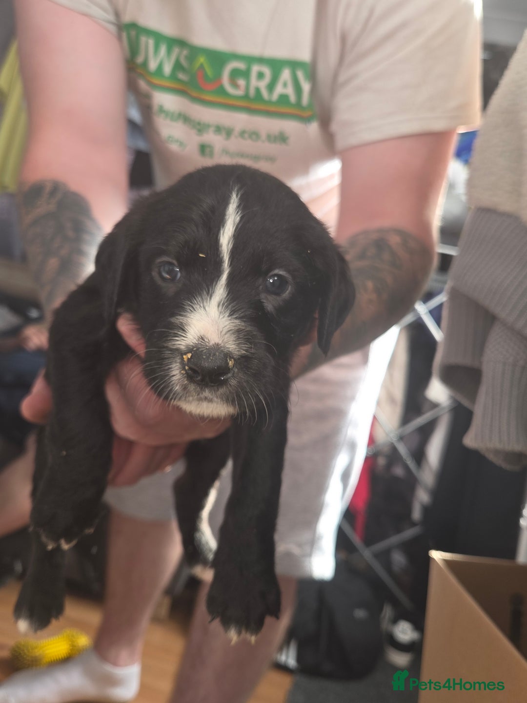 Mixed Breed dogs for sale: Labrador/irish wolf hound  - Image 18
