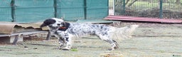 English Setter dogs for adoption: Boss  - Advert 5