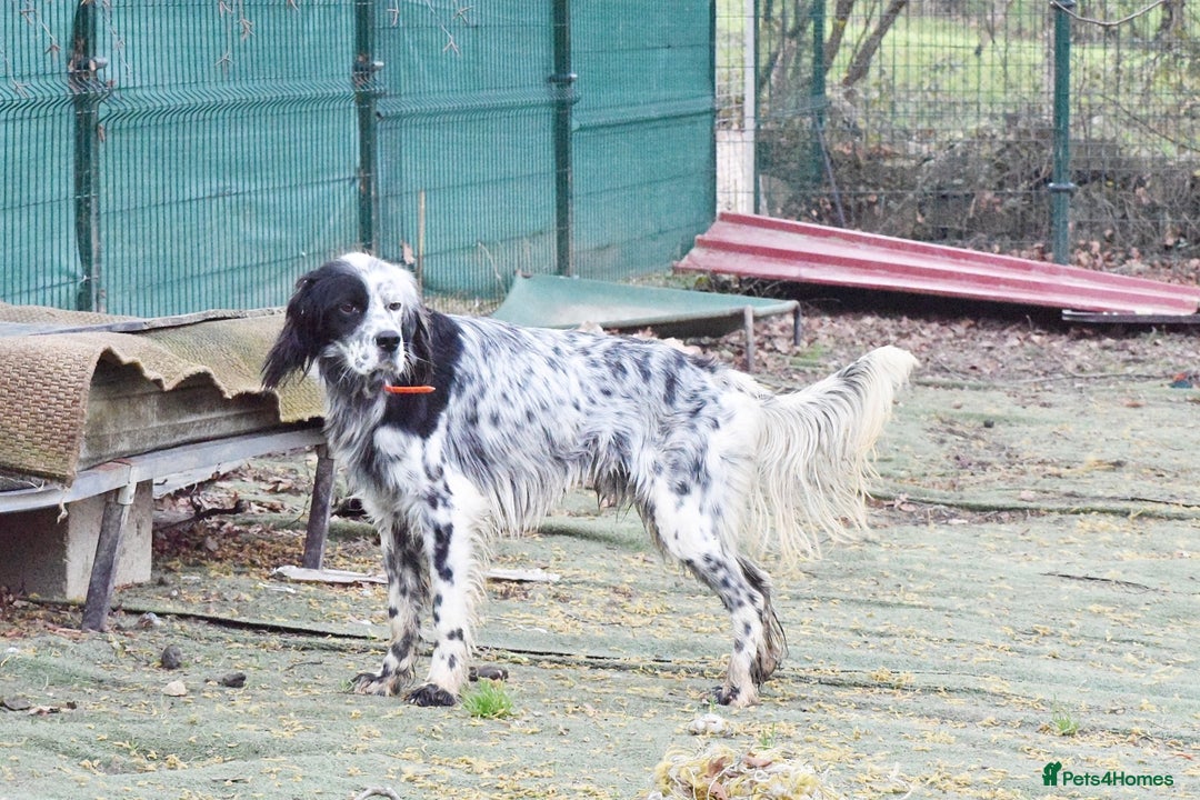 English Setter dogs for adoption: Boss  - Advert 5