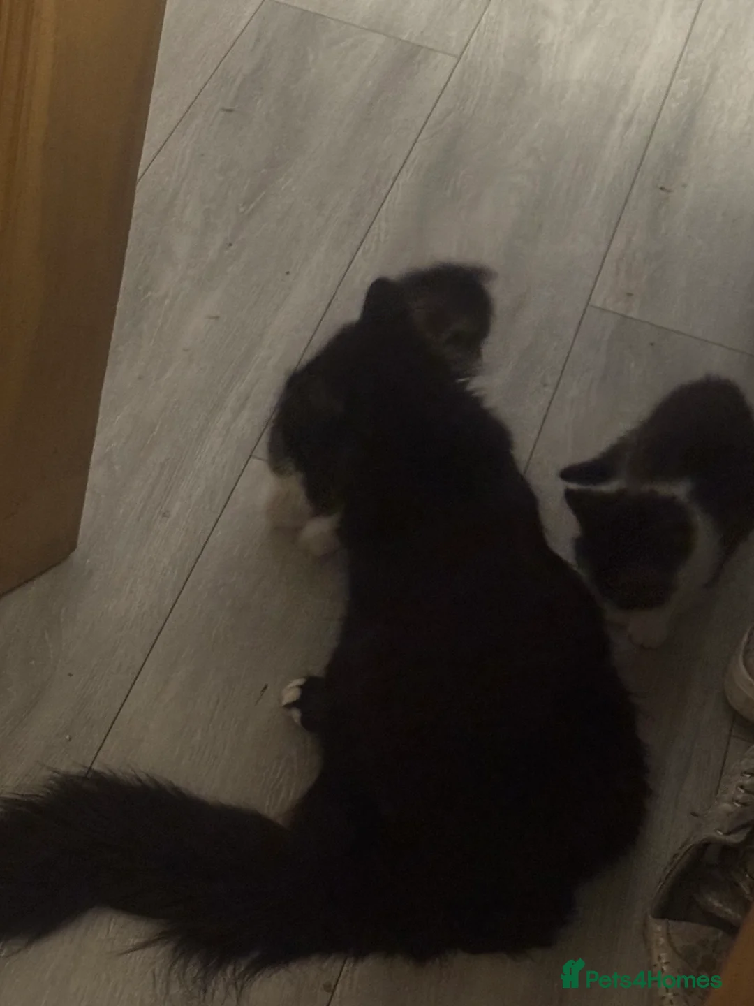 Mixed Breed cats for sale: Mixed Benegal Kittens  - Advert 11