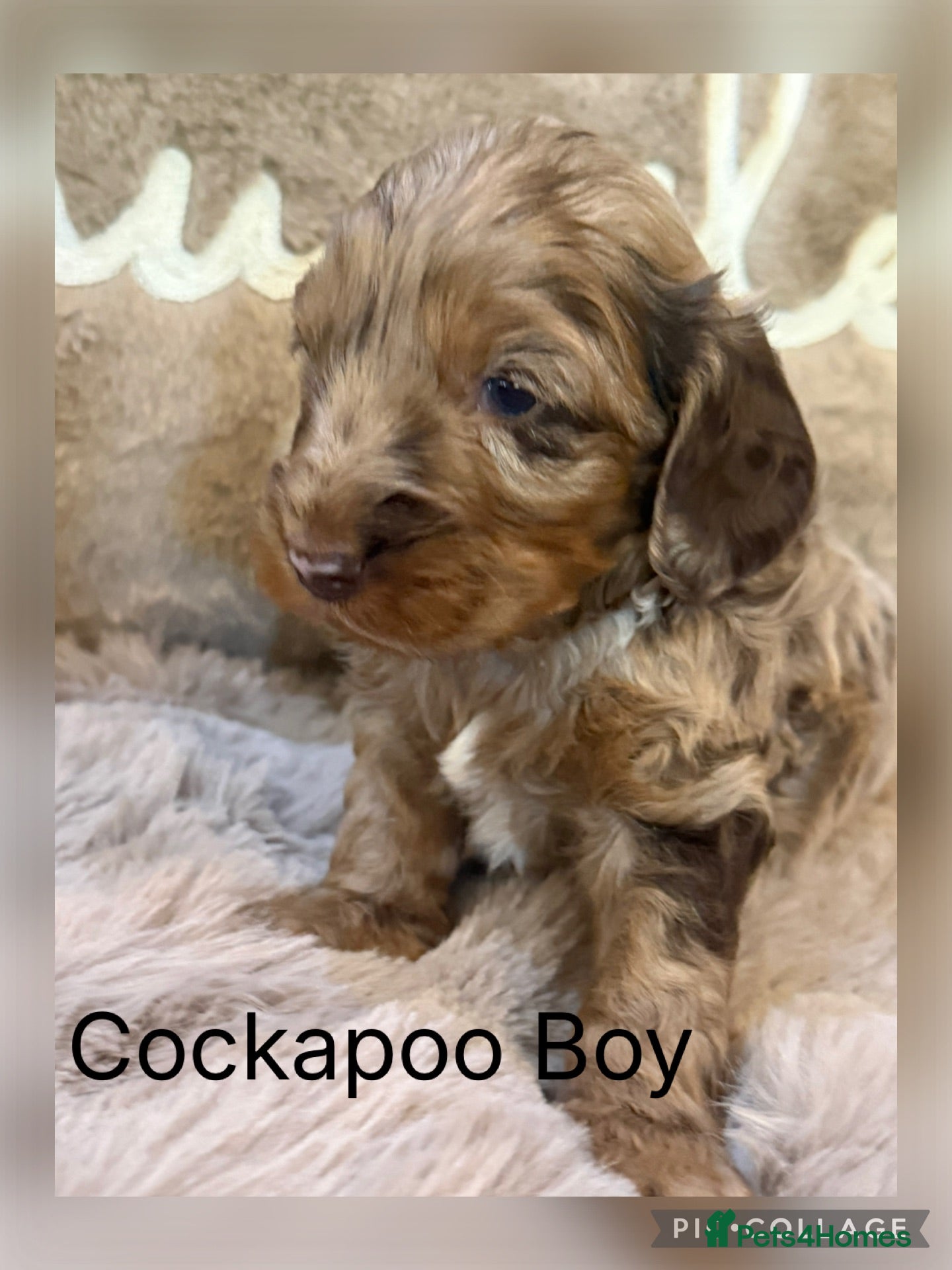 Cockapoo dogs Choc & Choc Merle F1 Cockapoo’s - Advert 1