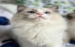 Ragdoll cats for sale: Bicolour Ragdoll Kittens Ready To Go in Castleford - Image 9