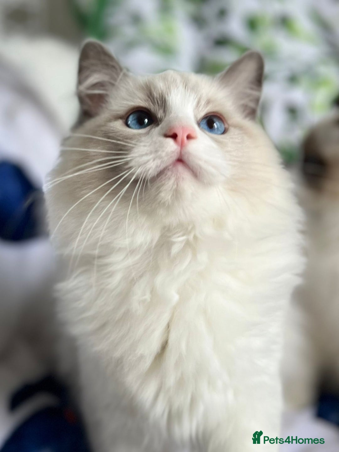 Ragdoll cats for sale: Bicolour Ragdoll Kittens Ready To Go in Castleford - Image 9