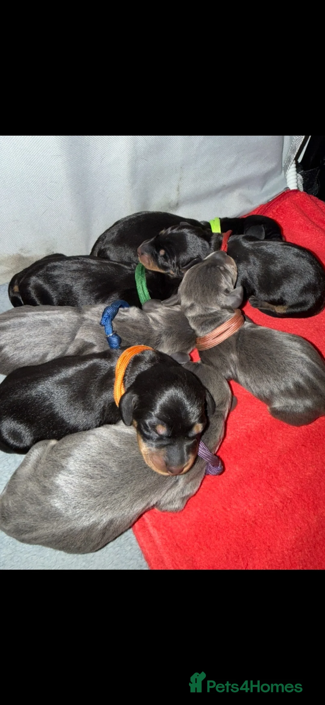 Miniature Dachshund dogs for sale: 7 Black and Tan and Blue miniature Dachshund’s  - Advert 1