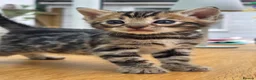 Bengal cats for sale: 🐆 2 BEAUTIFUL TICA BENGAL GIRLS – £1,200 EACH 🐆 - Advert 22