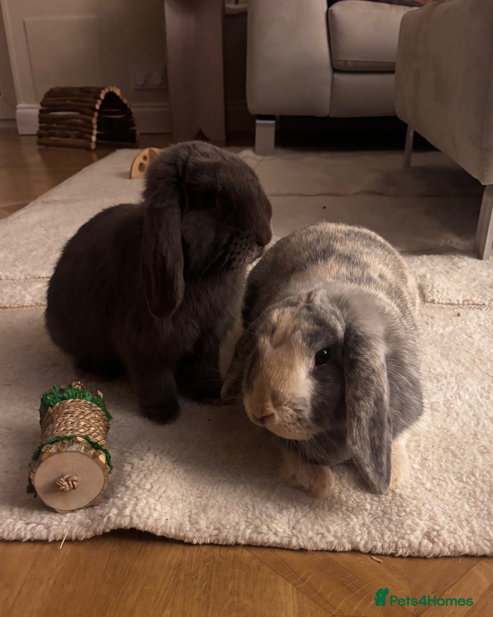 Mini Lop rabbits Bonded male and female rabbit for sale - Advert 1
