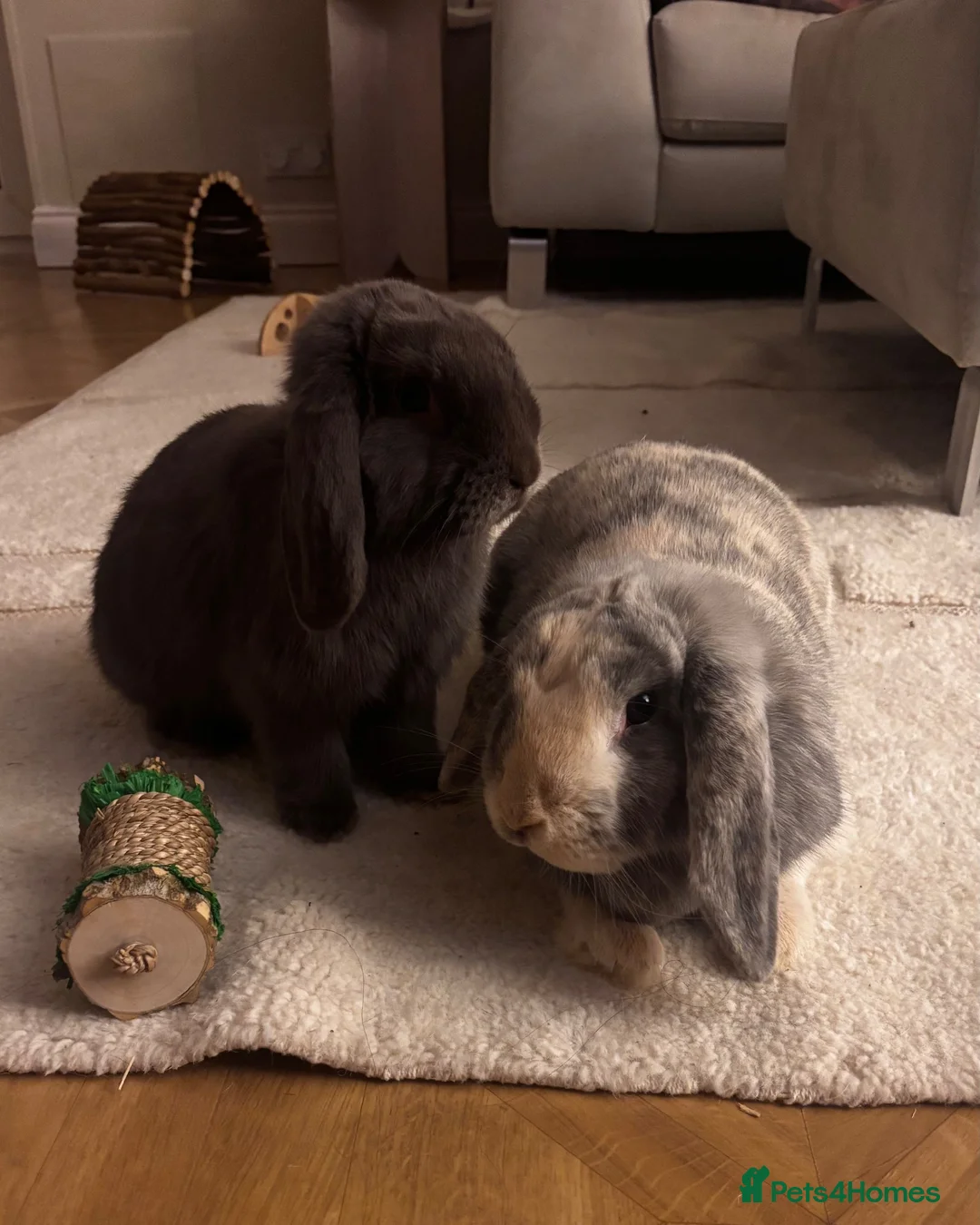 Mini Lop rabbits for sale: Bonded male and female rabbit for sale in Newton Aycliffe - Advert 1