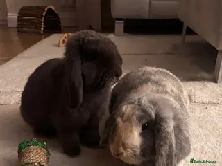 Mini Lop rabbits Bonded male and female rabbit for sale - Advert 5