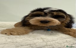 Cockapoo dogs for sale: 11 Stunning sable, roan, parti f1. Full dna clear  - Image 1