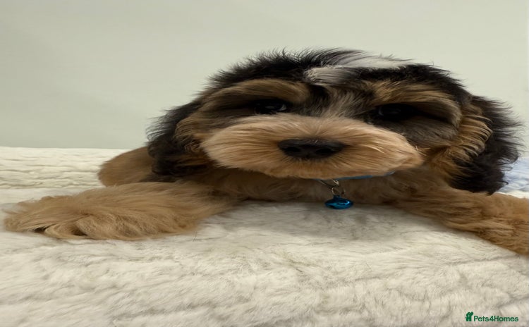 Cockapoo dogs - Advert 8