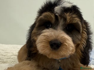 Cockapoo dogs - Advert 2