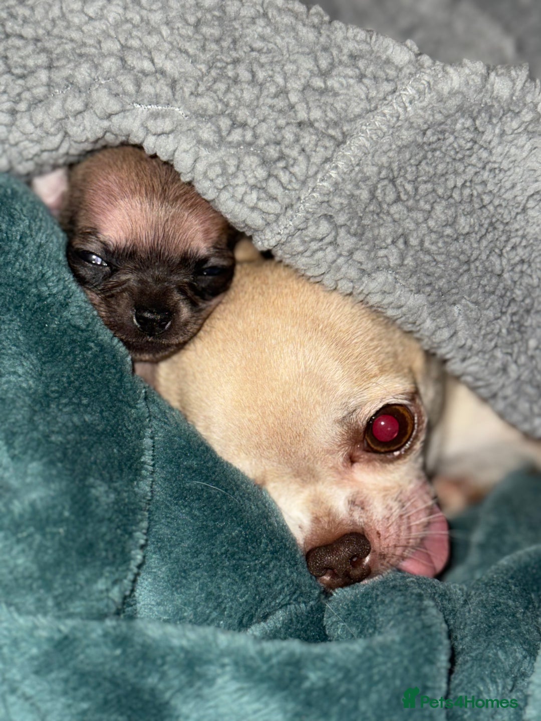 Chihuahua dogs for sale: Chihuahua puppies 8 weeks old  - Image 8